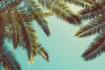 Fototapeta premium Palm fronds against a turquoise sky, evoking tropical vibes and summer vacation dreams, perfect for travel and lifestyle content