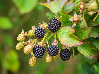 Close-up of ripe and unripe Rubus fruticosus (blackberries) on a bush with green leaves. High detail of natural ripening process in outdoor setting.