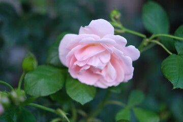 pink rose in garden