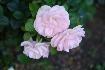 pink rose in the garden