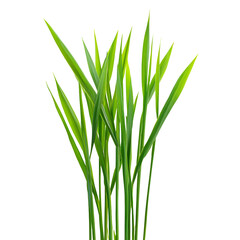 Vivid Green Grass Blades Macro Isolated Detailed Nature Background