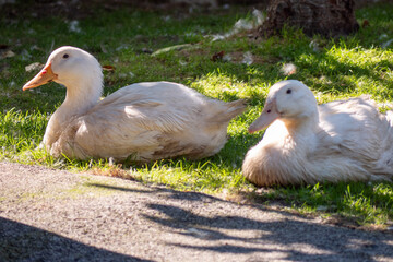 Two white domestic ducks resting on green grass in the shade near a tree trunk. Peaceful rural backyard environment.