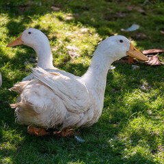 Two white domestic ducks on green grass in a backyard farm. Natural sunlight highlights rural poultry farming in a homestead setting.