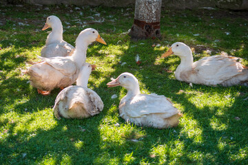 Group of white domestic ducks resting on green grass in the shade under a tree in a farmyard. Peaceful rural scene with poultry in natural environment.