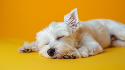 White dog sleeping peacefully on yellow background, pet lifestyle concept, soft lighting