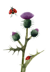 Hand painted watercolor illustration of  Red  Ladybugs on Thistle plant. Isolated on transparent background.