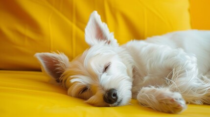White dog sleeping peacefully on yellow background, pet lifestyle concept, soft lighting