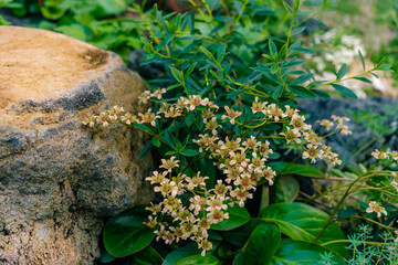 Saxifraga paniculata commonly known as lime-encrusted saxifrage, livelong saxifrage