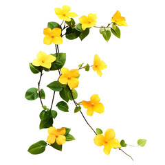 Vibrant Yellow Flowers on Transparent Vine Background
