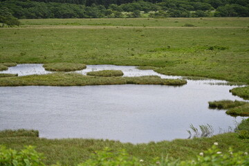 夏の八島湿原／長野県