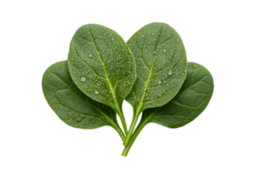 Fresh Spinach Leaves: Close-up view of vibrant, dewy spinach leaves, radiating freshness and health, ready for culinary creations. 