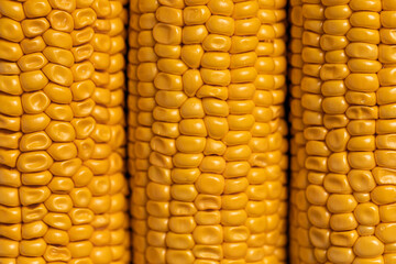 corn cobs, fresh corn