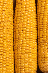 corn cobs, fresh corn