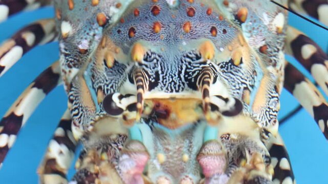 A head of Tropical rock lobster (Panulirus ornatus) under water, close up