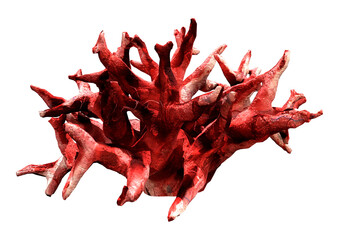3D Rendering Coral on White © photosvac