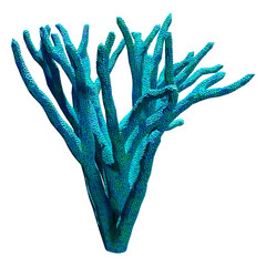 3D Rendering Coral on White © photosvac