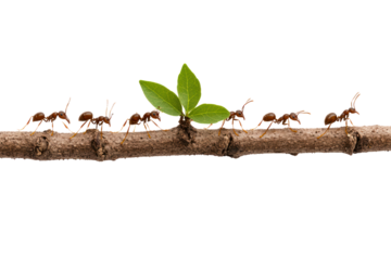 Ants marching on a twig with leaves: A captivating image of ants working together, walking on a twig and carrying a green leaf, a metaphor for teamwork, diligence, and nature's efficiency.