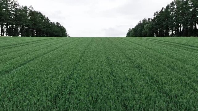 일본 홋카이도의 푸른 보리밭과 지평선 드론 항공뷰 (Aerial drone view of lush green wheat fields and the horizon in Hokkaido, Japan)