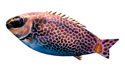 3D Rendering Tropical Fish on White