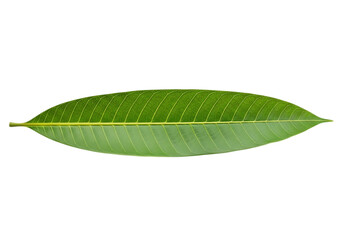 Obraz premium Single green leaf isolated on transparent background