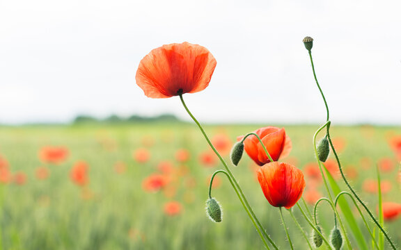 Beautiful fragile red field poppy flowers in melancholy spring landscape. Papaver rhoeas. Closeup of wild corn rose blooms, buds and capsule in floral background of blur green cornfield and white sky.