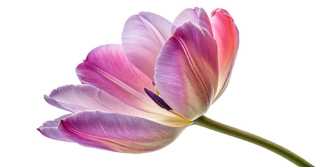 purple tulip isolated on white