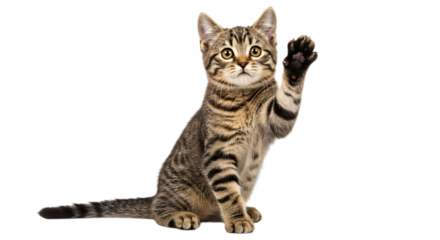 Tabby kitten waving its paw isolated on transparent background