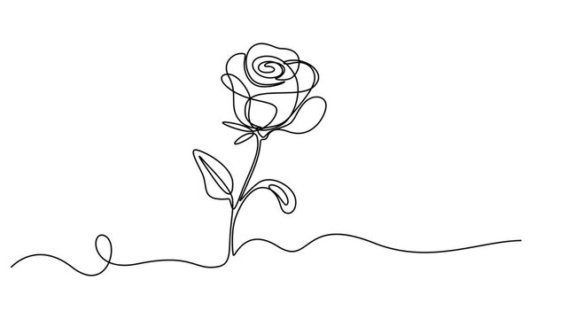 Self, drawing, animation continuous single drawn one line rose, flower, Rose. One line drawing animation with alpha channel, Animated self drawing of single continuous line draw for a beautiful flower