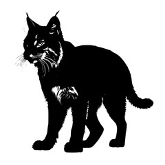  Silhouette of a bobcat crouching
