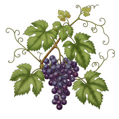 Grape Vine Illustration: Lush Bunches, Green Leaves, Winemaking Design Element