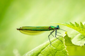 dragonfly on green leaf