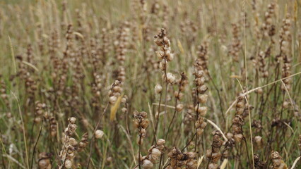 grass in the wind