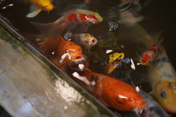 aquarium with fishes