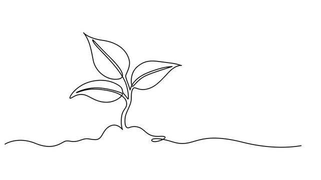 Sprout in the ground. One line drawing animation with alpha channel, growing tree  animation continuous one line drawing, Animated self drawing of continuous line draw of step of grow plant. Seeds
