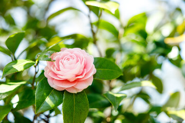 Beautiful Pink Camellia Flowers in Natural Light

