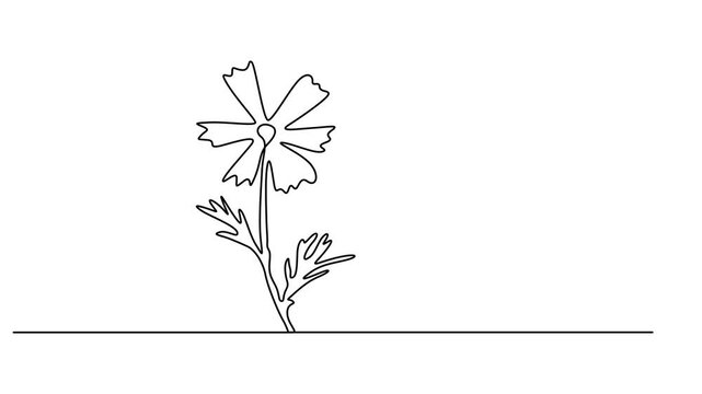 Abstract thorny flower thistle, milk thistle, silybum, Self drawing animation one continuous line draw, logo, Continuous one line drawing of beautiful wild flowers chamomile motion design. Single line