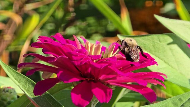 Honey bee collecting nectar pollen on pink zinnia flower abundant yellow pollen close up nature garden macro insect floral pollination wildlife scene