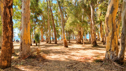 eucalyptus forest in preveza beach by the sea greece