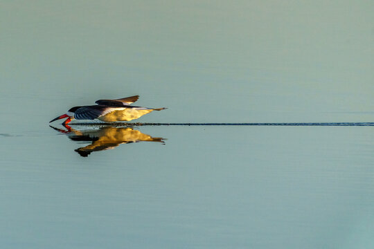 Black Skimmer Mirror Glide
