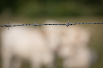 Barbed wire fence with blurred cows on pasture in background
