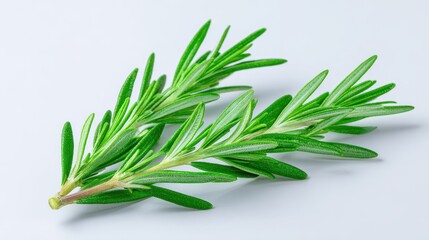 Fototapeta premium Fresh green rosemary sprig fragrant herb with leaf for cooking and aromatherapy. Natural organic ingredient for seasoning food, plant clipping isolated on white background