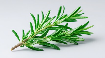Fototapeta premium Single fresh green rosemary sprig, fragrant and aromatic herb. This culinary ingredient and seasoning for cooking appears isolated on clean white background