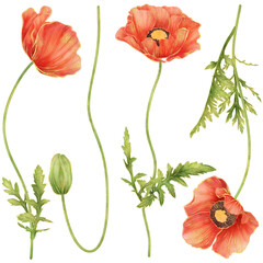 Realistic botanical watercolor painting with classy gold outline of red poppy flowers with green leaves planting on transparent background
