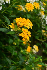 Tahi ayam is also called Tembelekan or Lantana camara