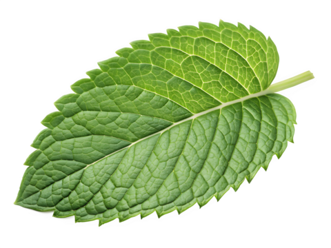 Confident male doctor wearing white lab coat and stethoscope with arms crossed