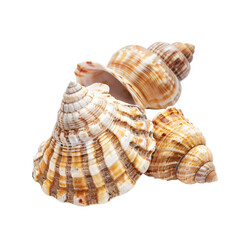 Obraz premium Close-up of three seashells, various shapes and sizes, showing intricate ribbed patterns of beige, tan, and off-white