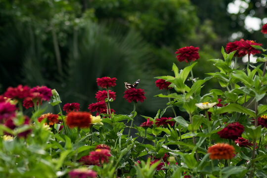 Zinnia flowers or paper flowers or ratna flowers, with a butterfly perched on one of the flowers.