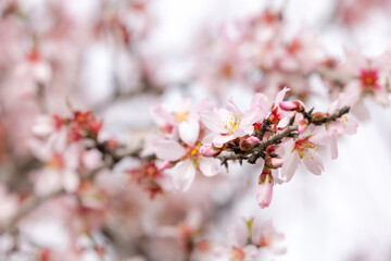 Blossoming almond tree in Majorca, Mallorca, Balearic Islands, Spain, Europe