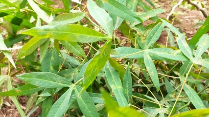 Close-up of Lush Green Cassava Plant Leaves in Sunlight Agriculture