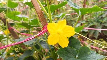 Vibrant Yellow Cucumber Flower Blooming in a Home Garden with Green Leaves